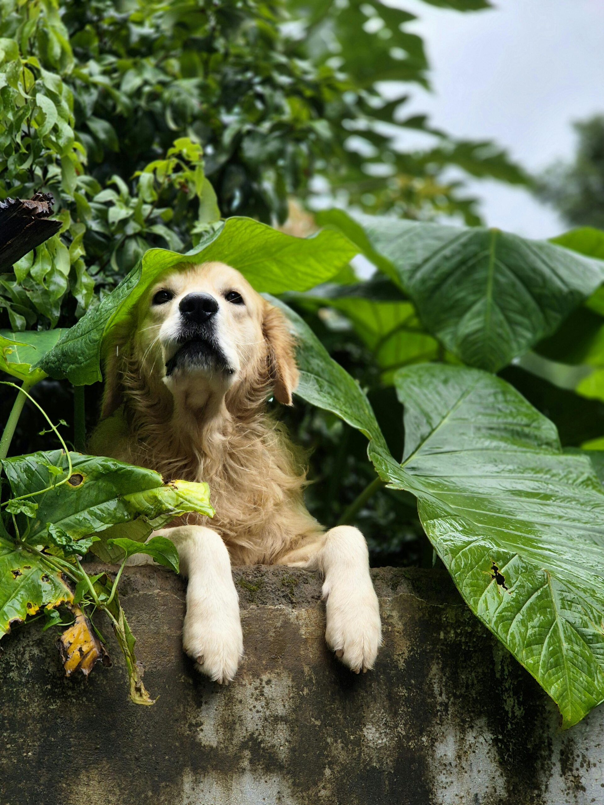 Hoe honden groene pootjes krijgen en wethouders weigeren uit te voeren